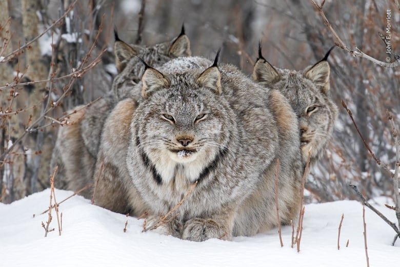 A trio of lynx in the snow.