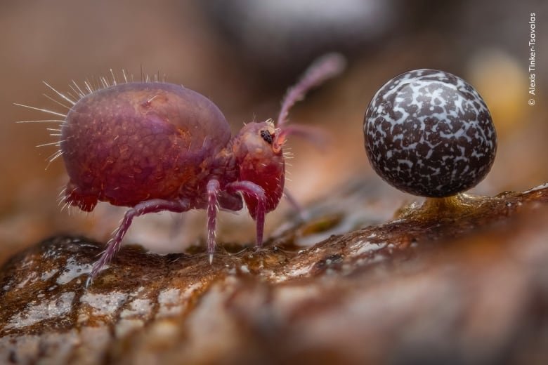 Springtail and slime mold closeup