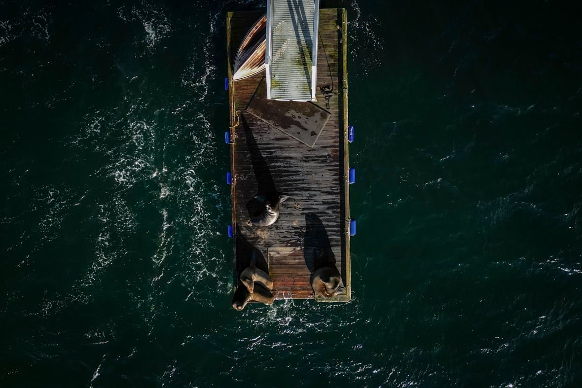 bowen-island-1 An aerial photo of several sea lions on a floating dock in the ocean.