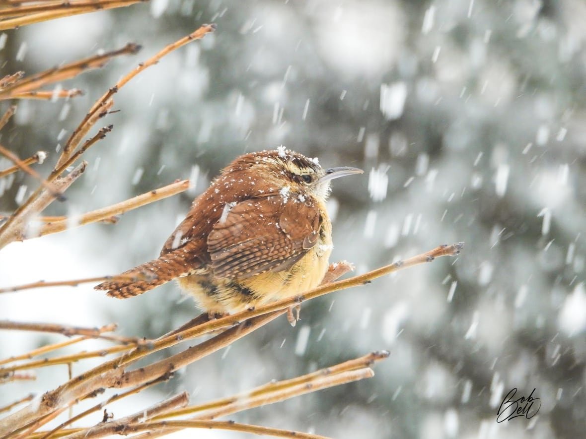 carolina-wren-in-hamilton .