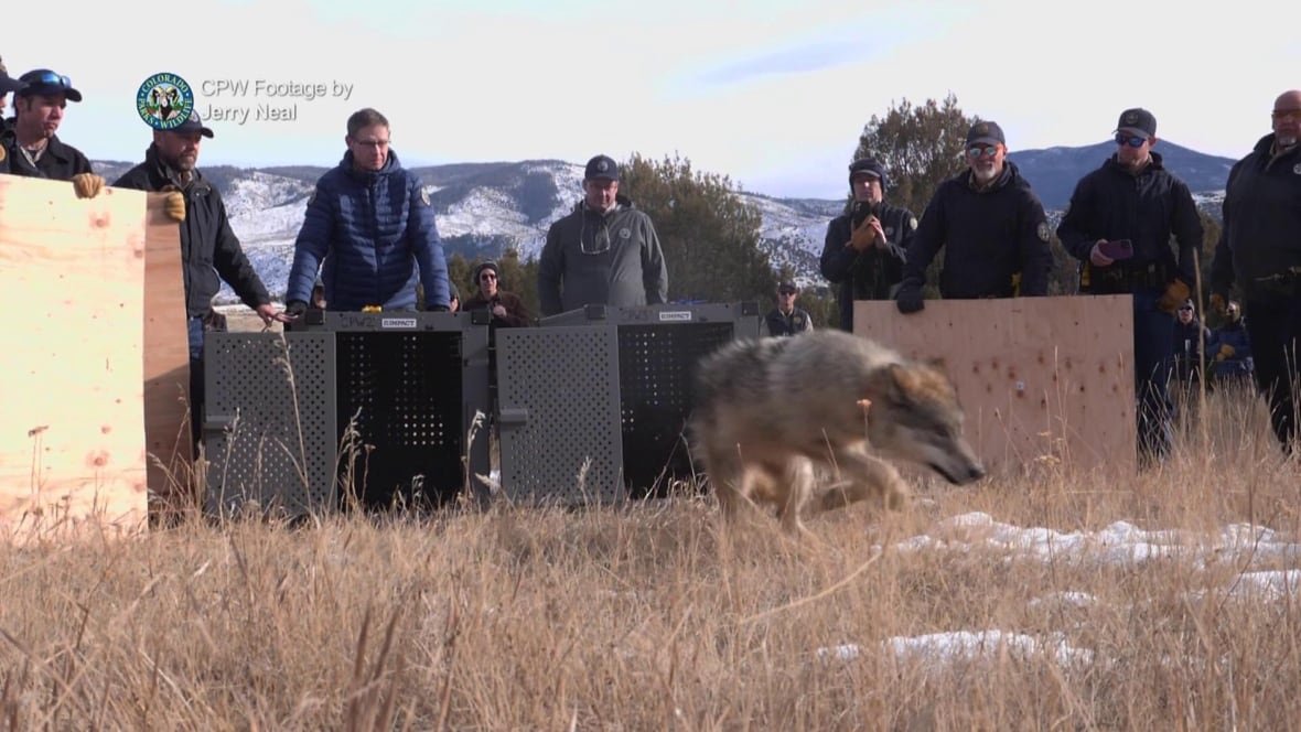 A group of park rangers watch as a wolf bolts from a grey box.