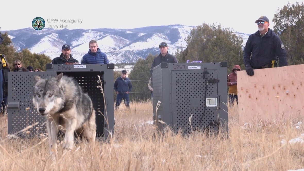 A group of park rangers look on as a wolf bolts from a grey box.