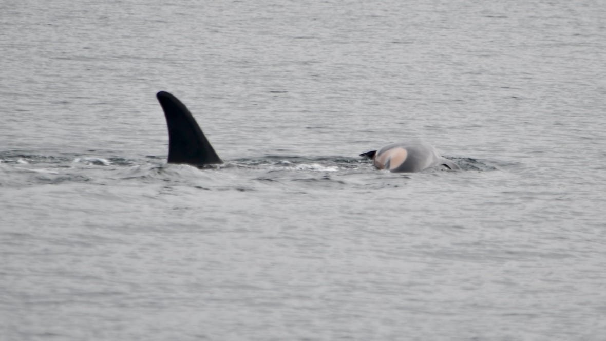 j35-pushes-dead-calf-2 A black dorsal fin above the grey sea surface and a small orca body pushed a little out of the water.