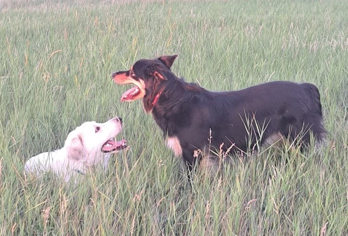 karen-langtved-dogs-do-not-reuse Two dogs play in a field of tall grass.