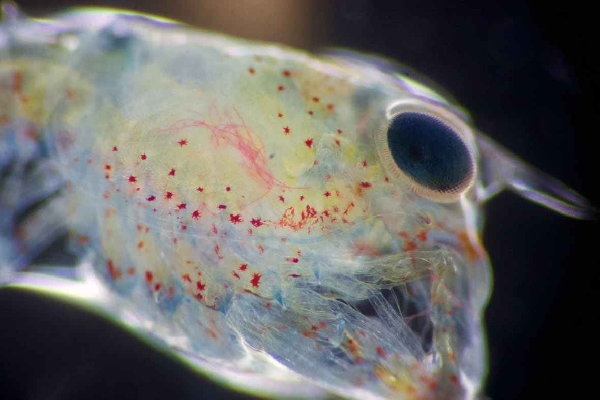 Microplastics are visible under the carapace of this lobster larvae.
