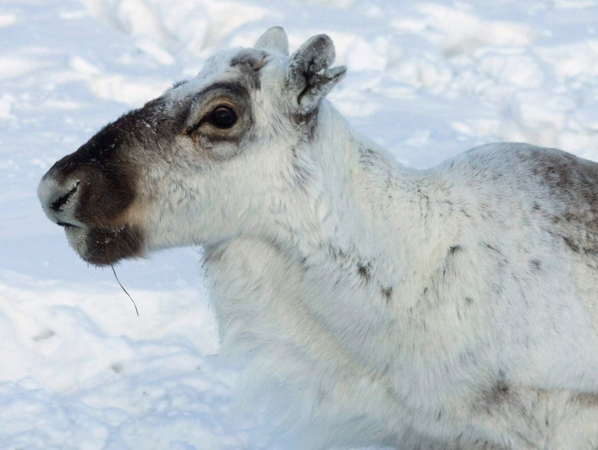 A caribou on a winter day.
