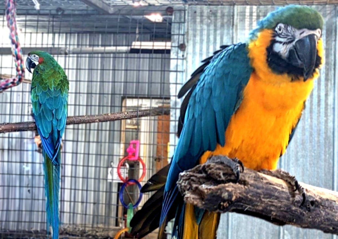 merlin-and-kiki-1 A parrot with yellow and blue feathers sits on a branch and another one gives its back to it on another branch.