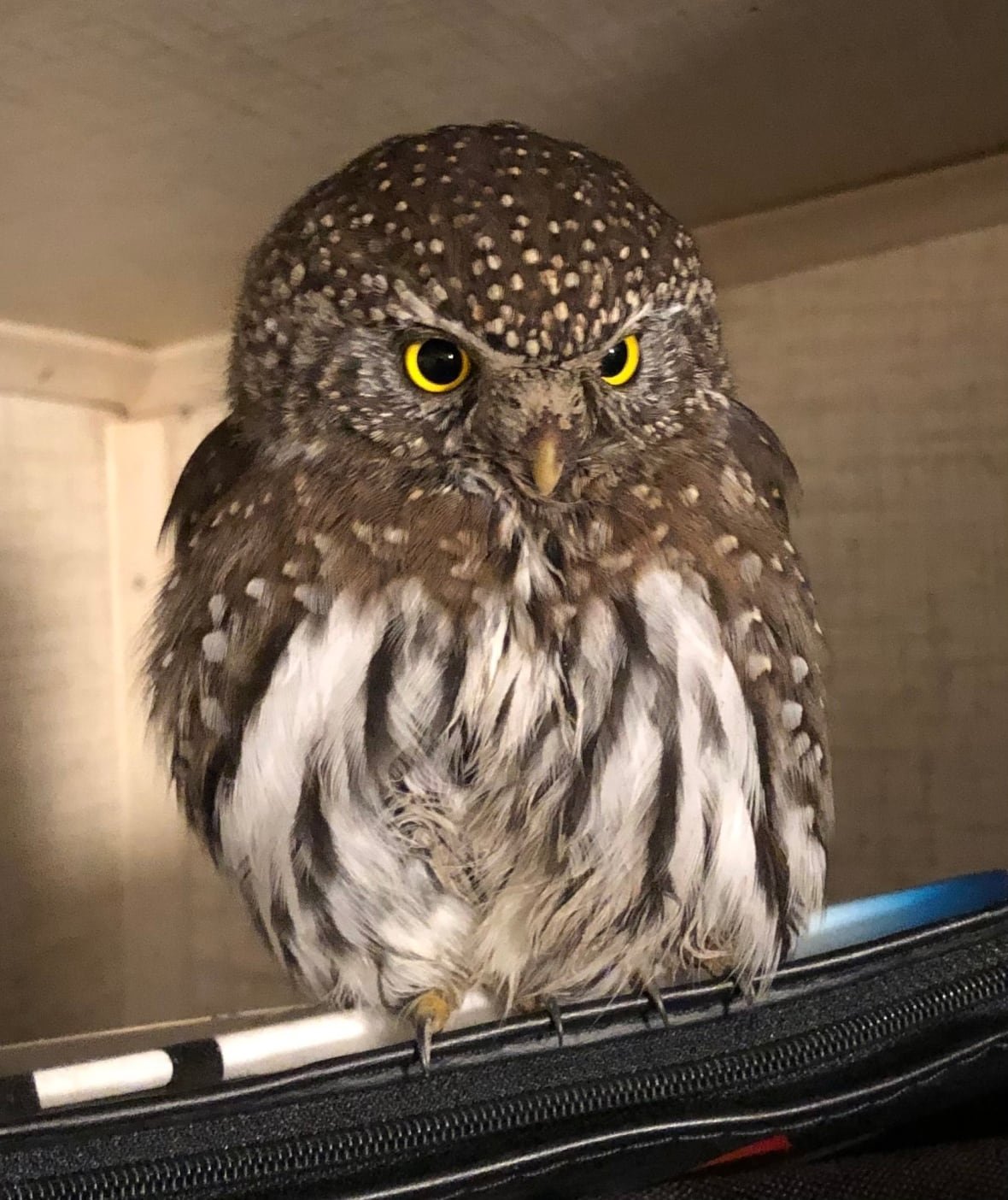 Small brown and white owl with yellow eyes sitting on a black tennis racket case