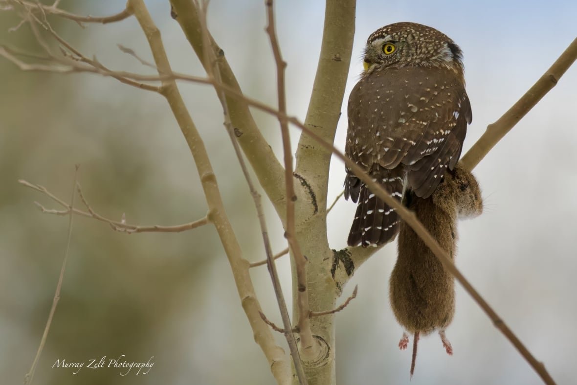 A small brown owl is sitting in a bare tree holding a brown rodent about half the size of the owl.