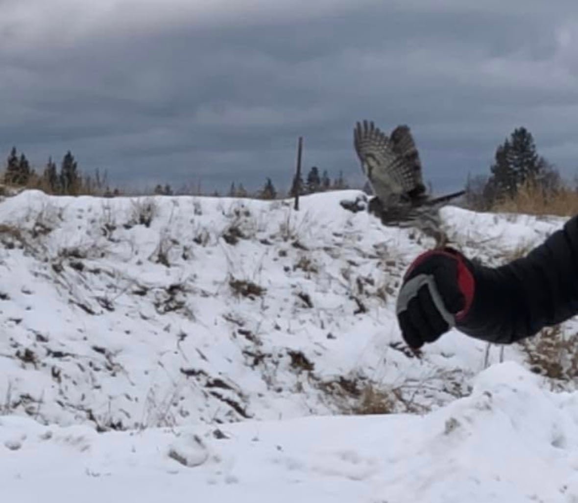 A small owl flies off a black glove over a snowy landscape.