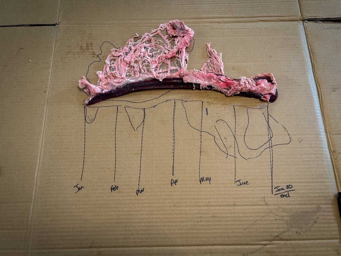 pig-spleen-forecast-jan-jun-2025 A pig spleen on a piece of cardboard, with the outline of it split into six equal forecast sections, representing the months from January to June.