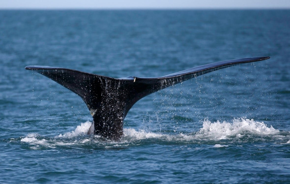 right-whale-policy-20200721 A whale's tale is seen at the surface of the water.