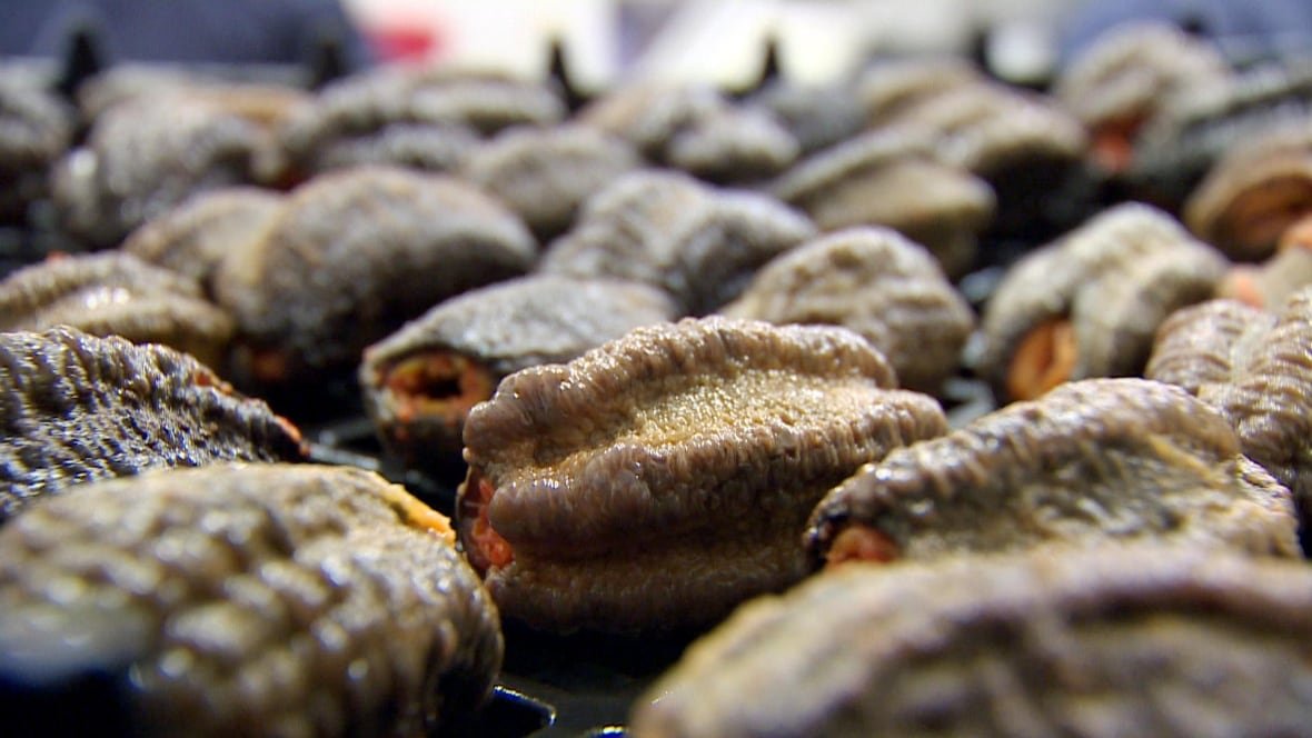 Close-up of a pallet of shrunken sea cucumbers.