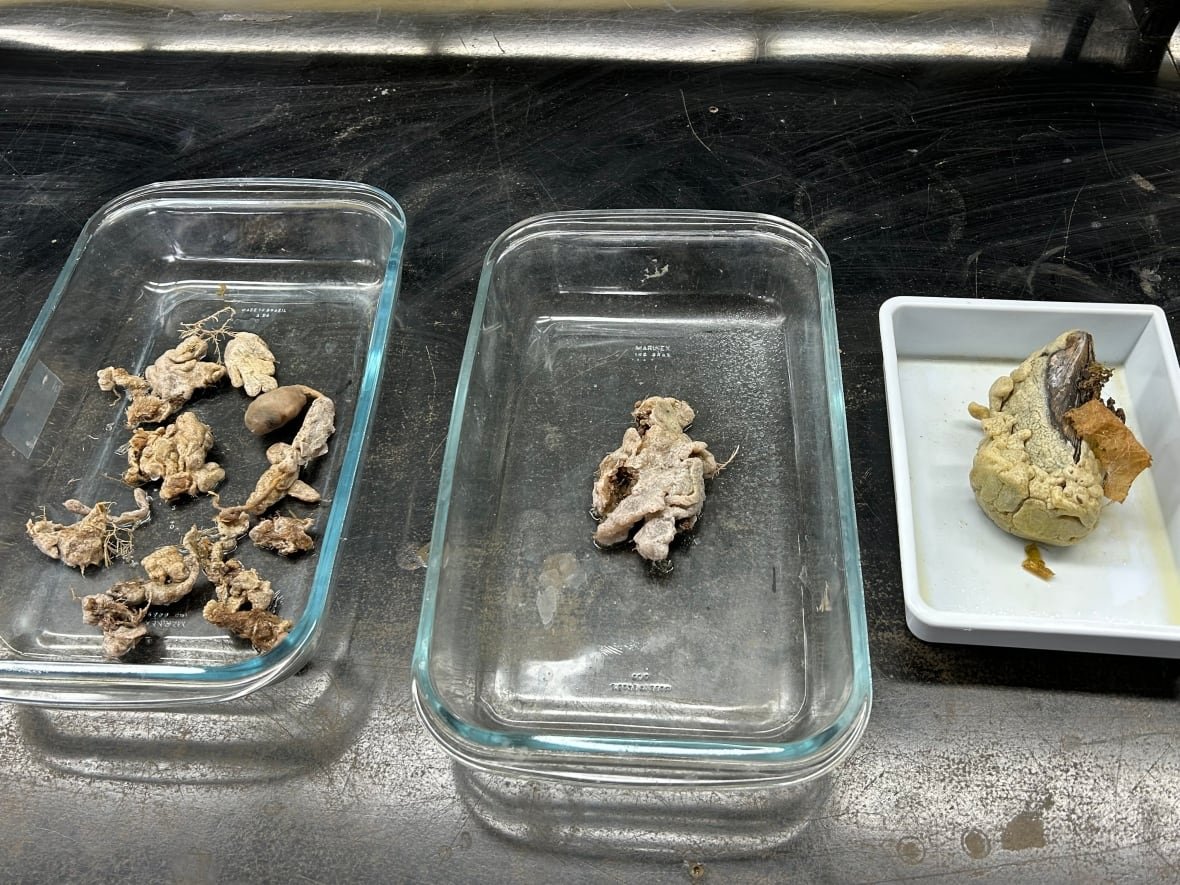 sea-vomit-1 A gross looking, white coloured rubbery species kept in three different glass trays.