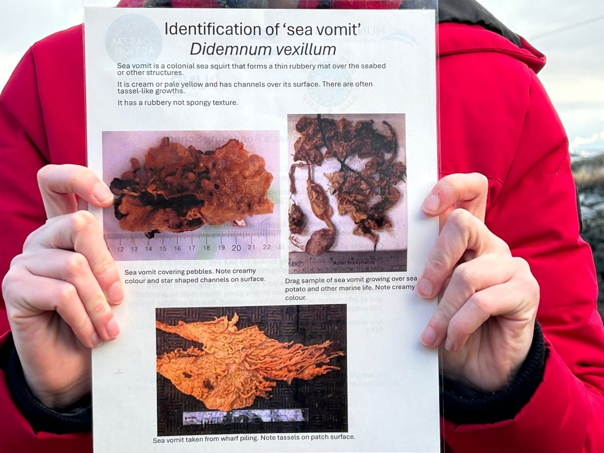 sea-vomit-identification-card A person holding an information card toward the camera. It displays pictures of sea vomit.