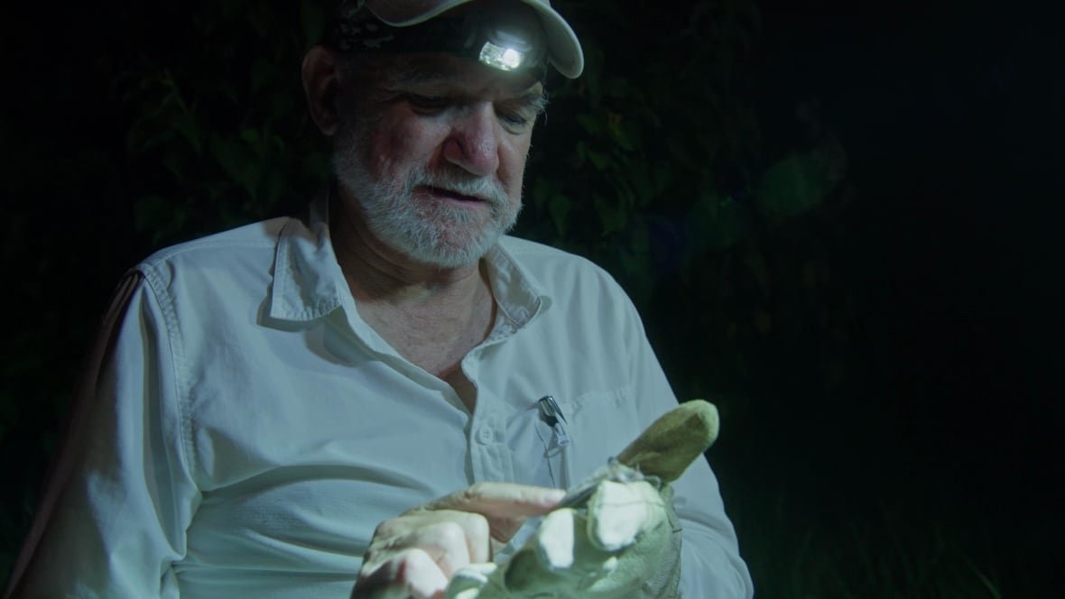 sharedplanet-medellinholdingbat An older man with a white beard, wearing a baseball cap and headlamp, holds a small bat in his gloved hand.