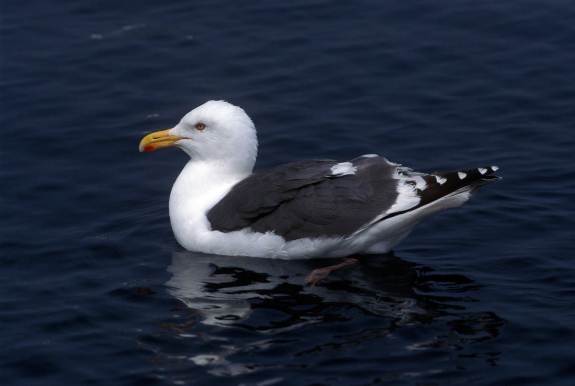 slaty-backed-gull .