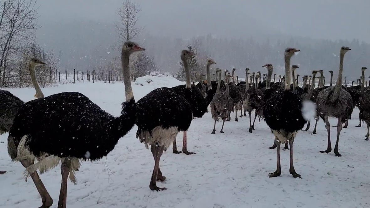 universal-ostrich-1 A herd of ostriches is seen in a snowy field.