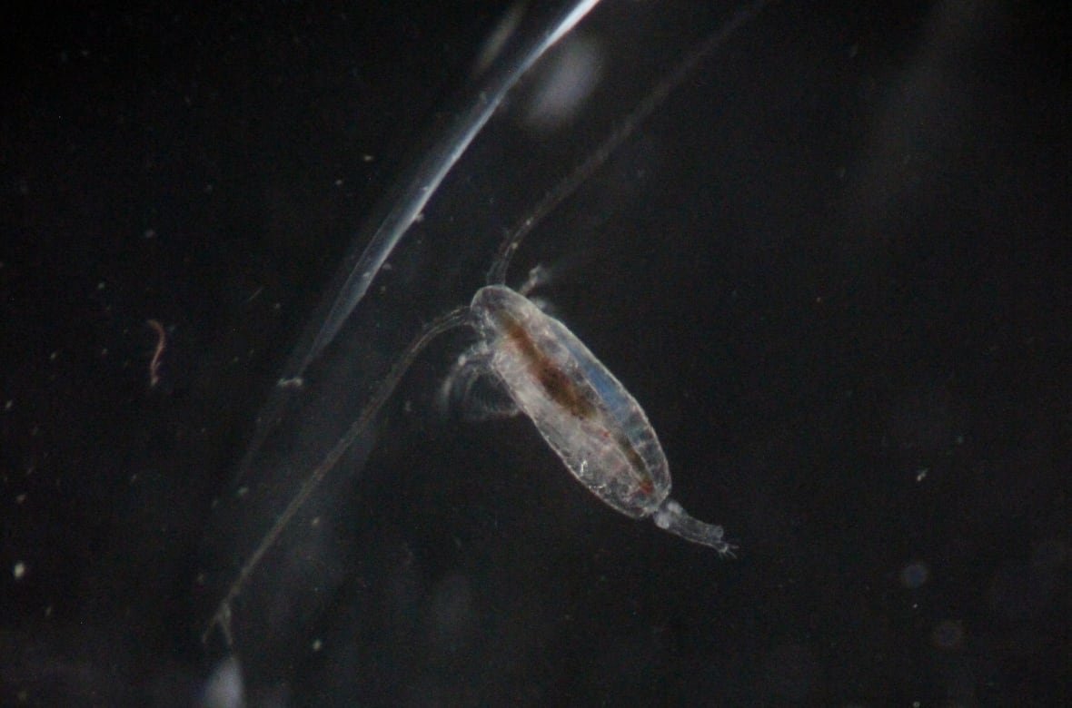A  silvery creature is in a petri dish, with food seen in its gut.