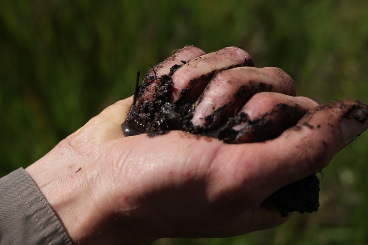 A man squeezes water from a fistful of peat gathered from a peatland near Greiffenberg, Germany on May 31, 2023.