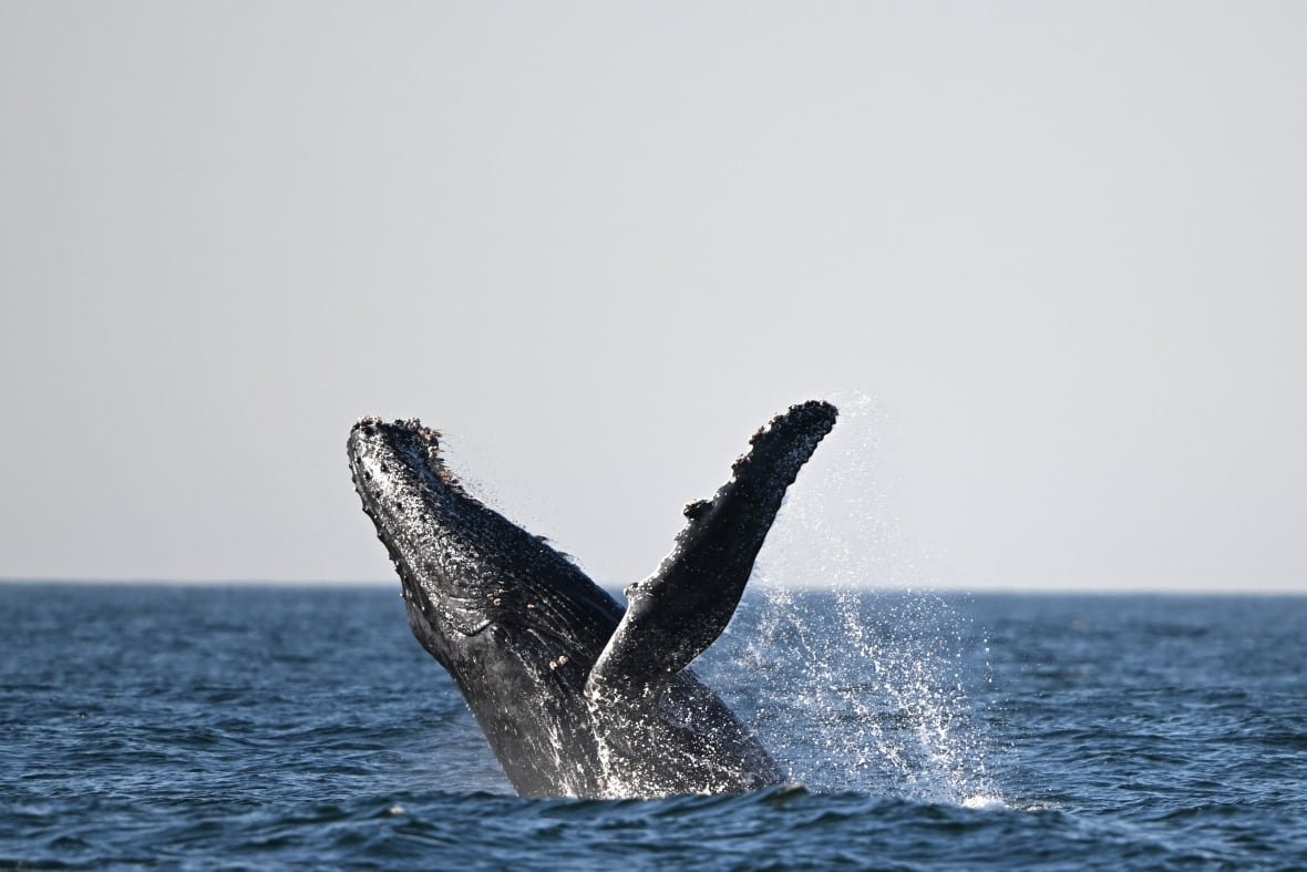 2157845961 A humpback whale jumps off the coast of Brazil on June 20, 2024.