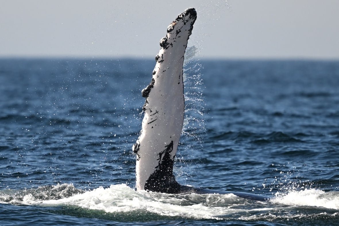 2157849306 A humpback whale waves its fin out of the water off the coast of Niteroi, Rio de Janeiro state, Brazil.
