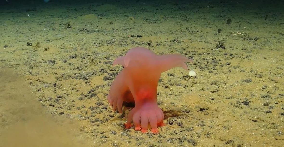 A Barbie-pink sea pig on the seafloor