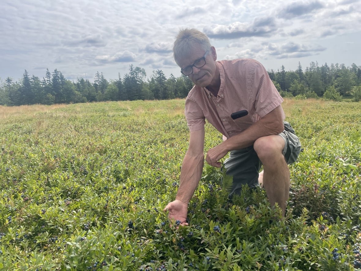 A man kneels down in a wild blueberry field holding some berries