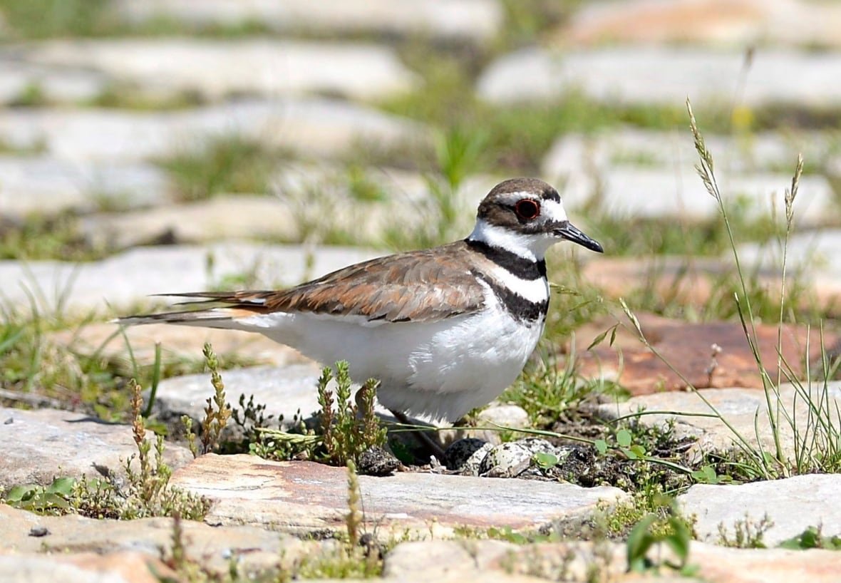 Eggs are seen below a nesting killdeer bird on a cobblestone path