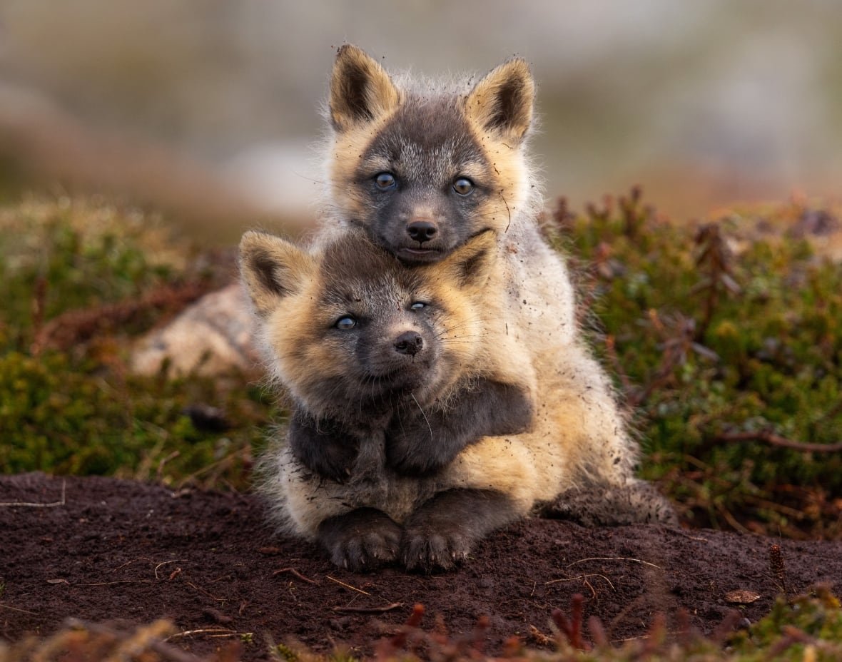 canadian-geographic-4 Two red fox kits