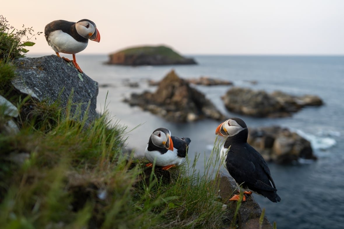 canadian-geographic-7 Atlantic puffins gather on a cliff by the sea