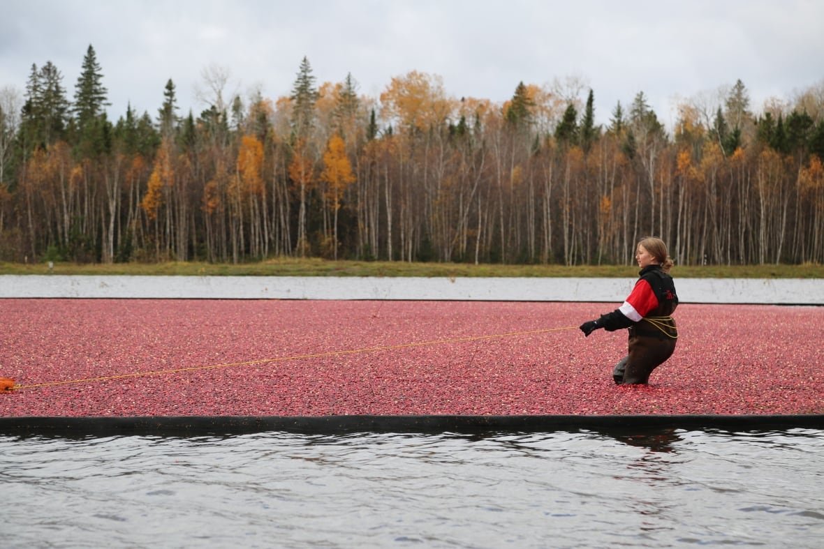cranberry-harvest .