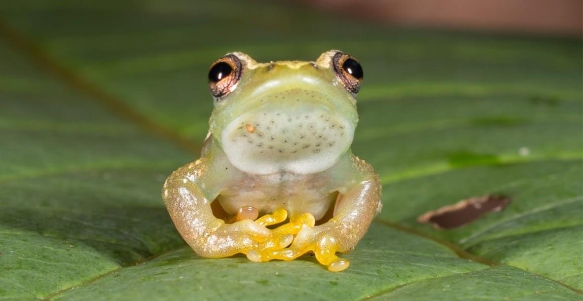 Frog on a leaf