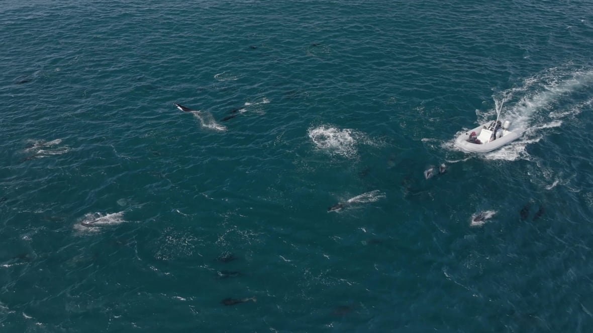 dolphin-super-pod Aerial shot of a small, inflatable, motorized boat in the ocean surrounded by black dolphins, some leaping from the water.