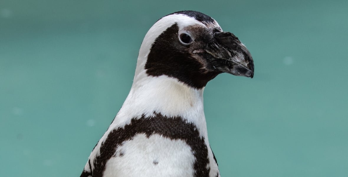 A small penguin is standing.