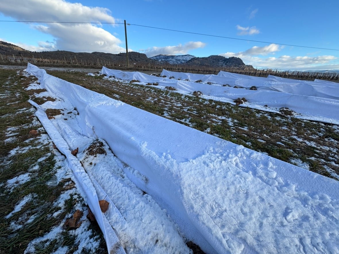 geotextile-fabric White sheet fabric covering grapevines.