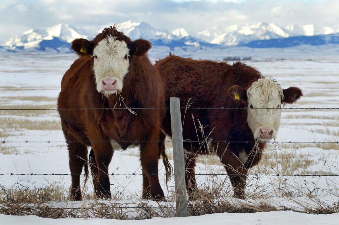 mad-cow-disease-20150213 Two cows stand behind a barbed wire fence.