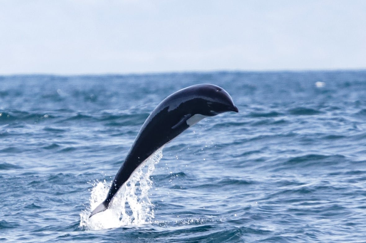 northern-right-whale-dolphin A shiny, jet-black dolphin with a white belly and no dorsal fin leaps its entire body out of the water.