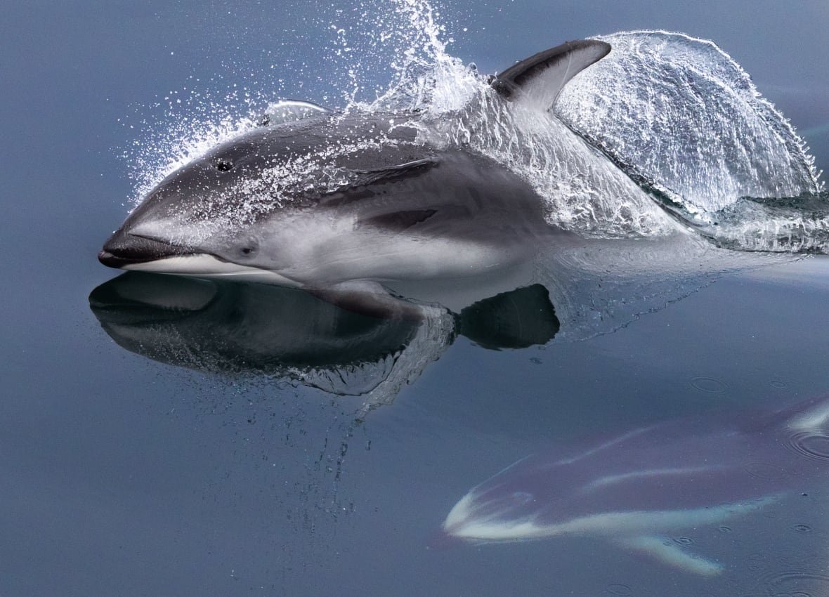 pacific-white-sighted-dolphins A gray dolphin breaches the water, its reflection visible on the surface.