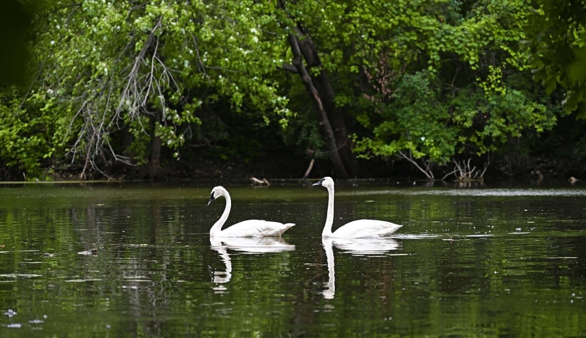 Two swans swim inside Rouge National Urban Park.