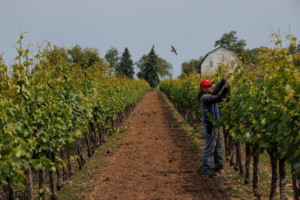 tfw-niagara-wine-grapes man tends to grape vines on farm