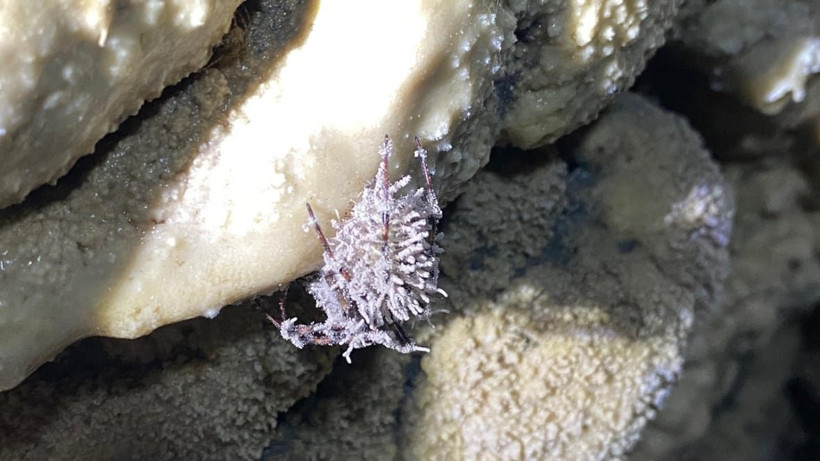 A spider perched on a cave wall in a sunbeam, encrusted in a white, fuzzy, prickly looking substance.