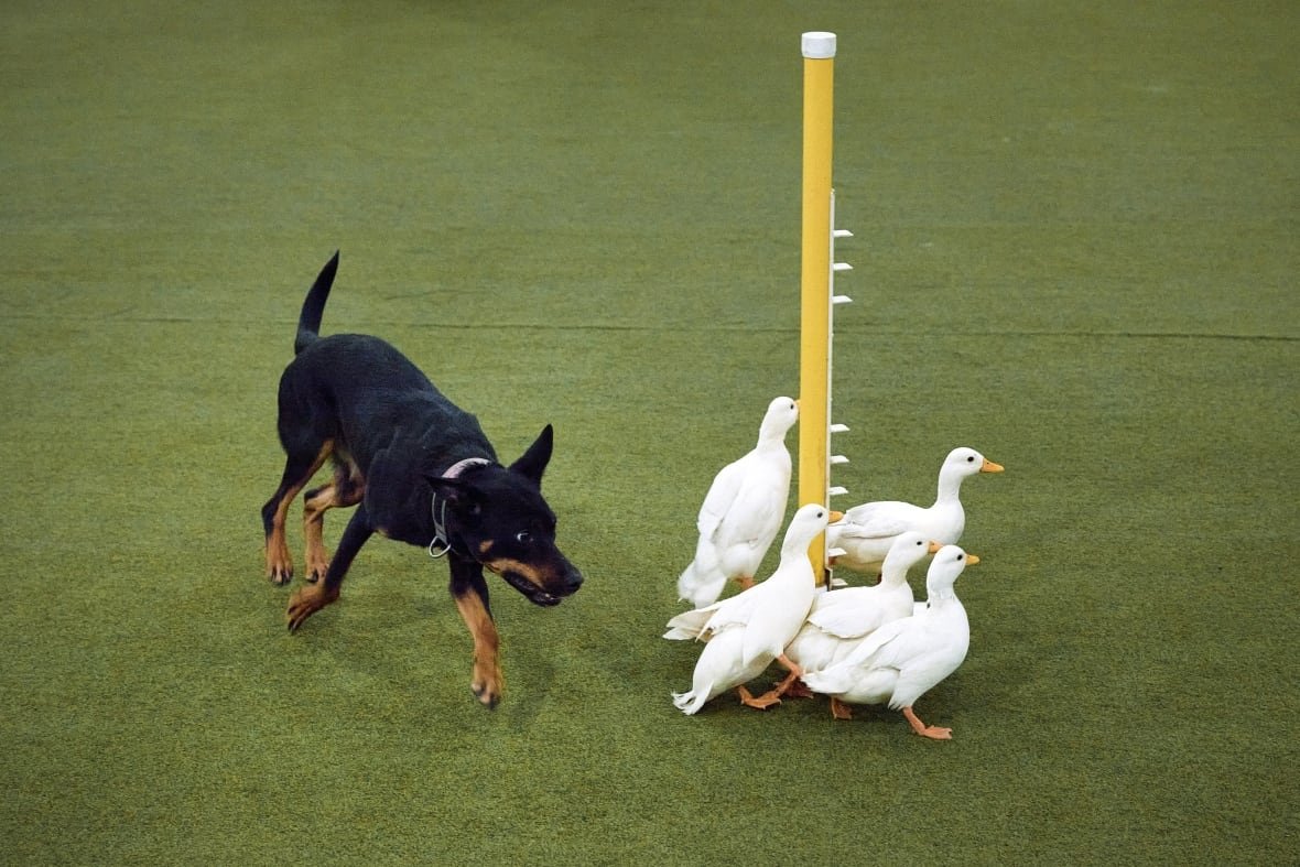 2197843056 A dog chases ducks during the agility competition during the Westminster Kennel Club dog show.