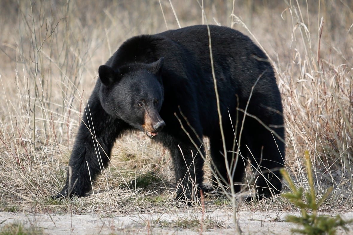 black-bear-20140507 A black bear in a field up close.