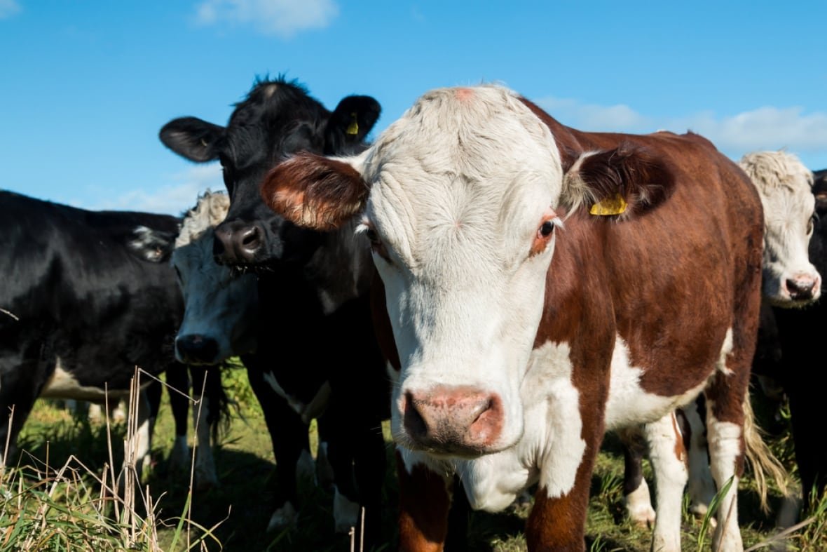 cow-cattle-farm-ranch-stock-generic-file A few cows stare directly into the camera in a field.