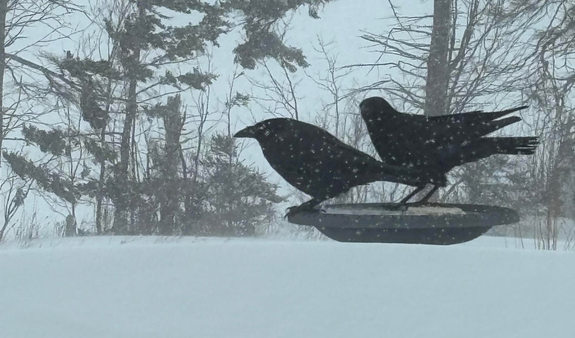 crows Two large black birds feed from a suet cake on a birdbath with snow all around them.