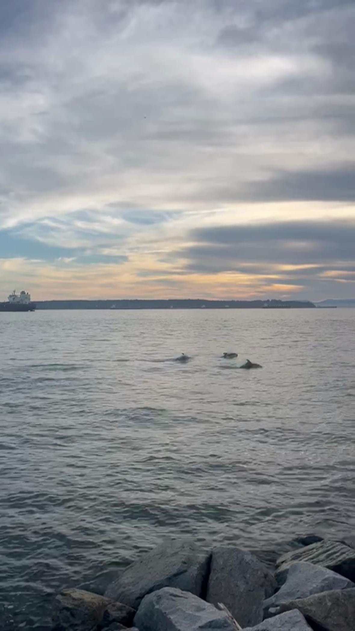 A pod of dolphins swimming close to shore