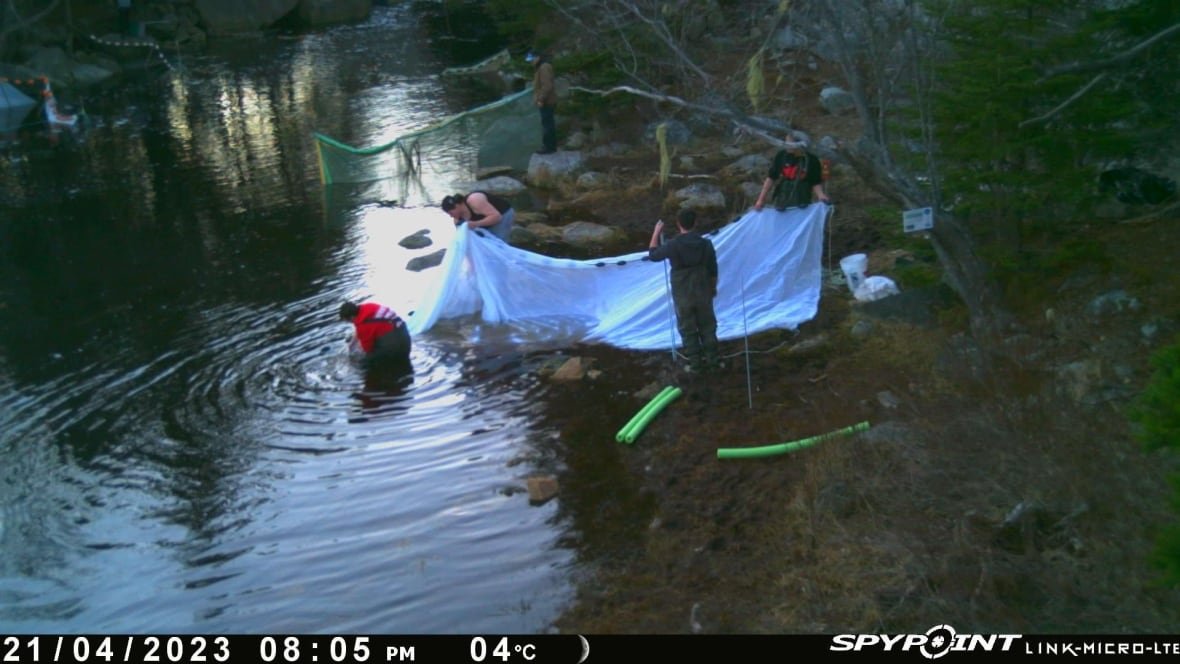 elver-poaching Four people by a bed of water with nets.