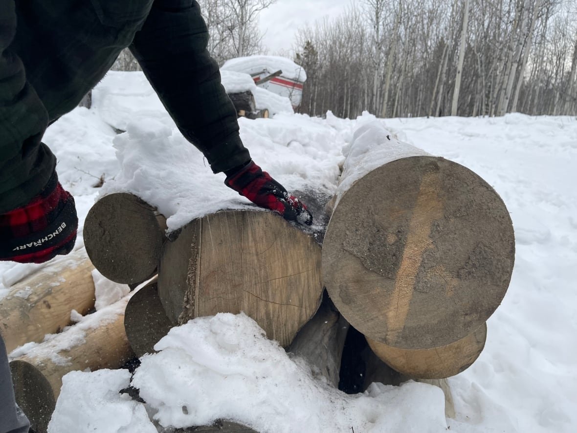 local-yukon-wood Ulrich Trachsel brushes off snow from several pines that he sourced locally.