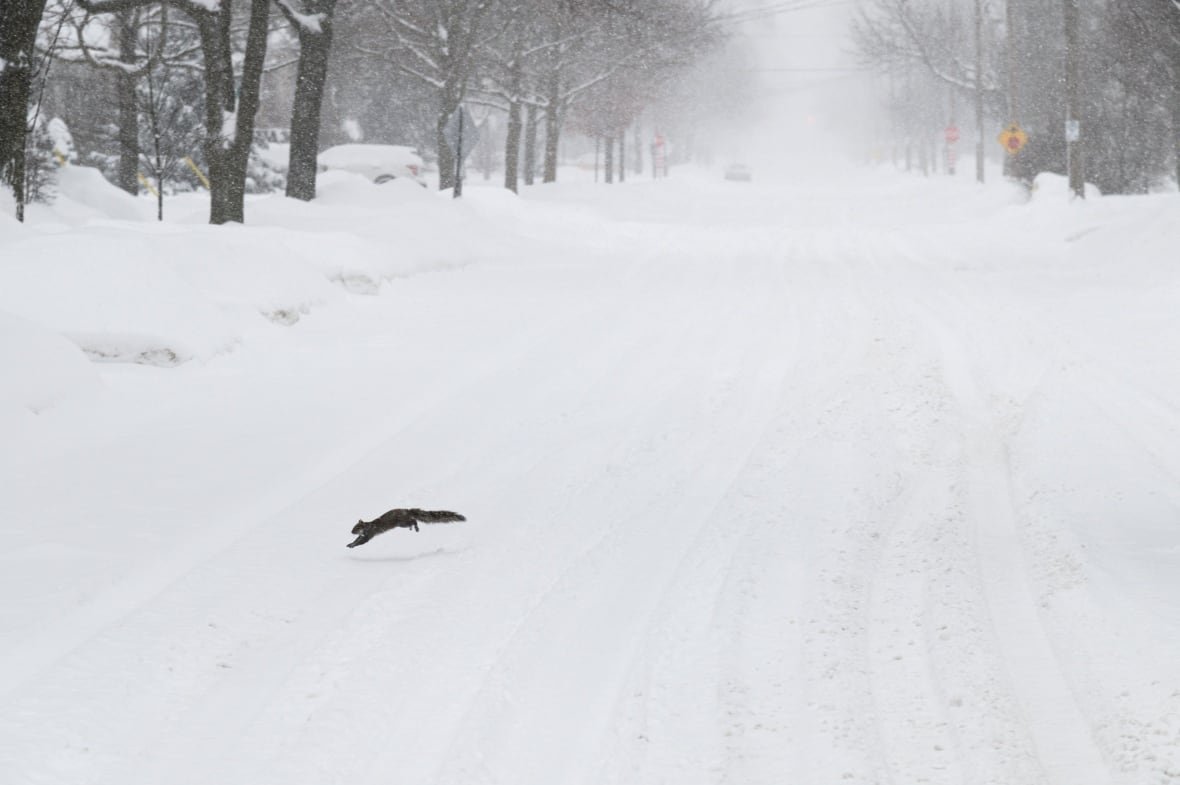 london-snow-storm-february-2025 A squirrel dashes across a residential road to get out of the snow near downtown London, Ont., on Feb. 16, 2025.